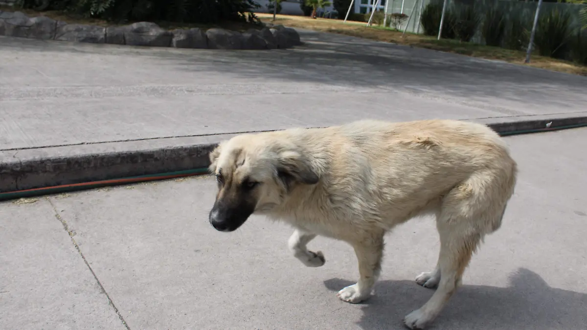 PERRO DE LA CALLE (1)